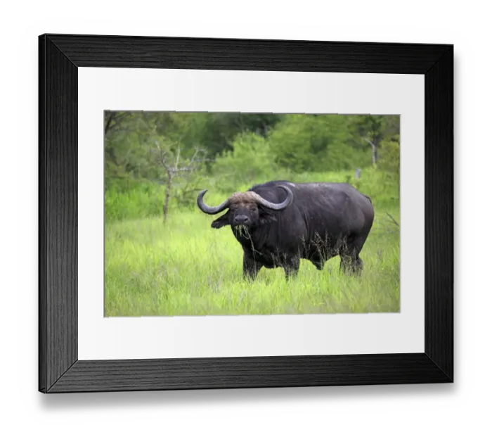 Framed Print : African Buffalo (Syncerus caffer) adult male, feeding on grass, Sabi Sabi Game Reserve, Kruger N. P. South Africa Framed Print : African Buffalo (Syncerus caffer) adult male, feeding on grass, Sabi Sabi Game Reserve, Kruger N. P. South Africa