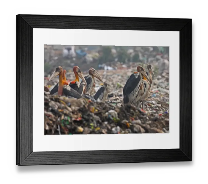 Framed Print : Greater Adjutant (Leptoptilos dubius) adults, flock scavenging on rubbish dump, Guwahati, Assam, India, january Framed Print : Greater Adjutant (Leptoptilos dubius) adults, flock scavenging on rubbish dump, Guwahati, Assam, India, january