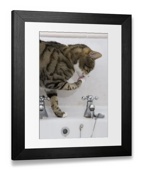 Framed Print : Domestic Cat, tabby and white, adult female, drinking from sink tap in bathroom, England Framed Print : Domestic Cat, tabby and white, adult female, drinking from sink tap in bathroom, England