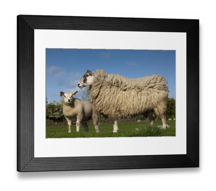 Framed Print : Domestic Sheep, recipient mule ewe with pedigree Beltex lamb, produced as embryo transplant, standing in pasture, England, may