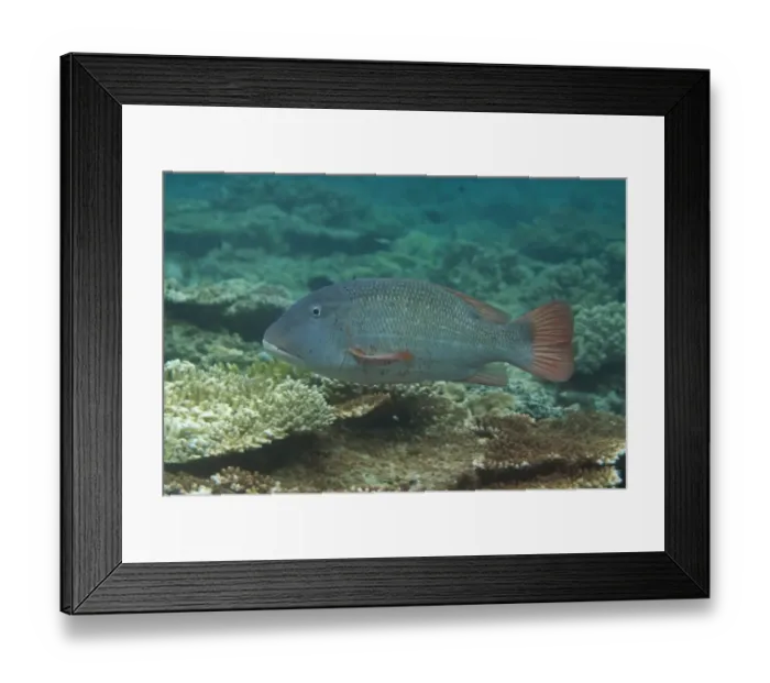 Framed Print : Orange-spotted Emperor (Lethrinus erythracanthus) adult, swimming over reef, Sipadan Island, Sabah, Borneo, Malaysia Framed Print : Orange-spotted Emperor (Lethrinus erythracanthus) adult, swimming over reef, Sipadan Island, Sabah, Borneo, Malaysia