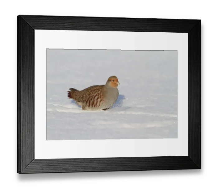 Framed Print : Grey Partridge (Perdix perdix) adult male, walking in snow, Leicestershire, England, january Framed Print : Grey Partridge (Perdix perdix) adult male, walking in snow, Leicestershire, England, january