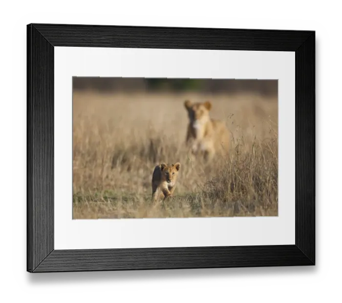 Framed Print : Lion (Panthera leo) six-week old cub, walking, with adult female in background, Masai Mara, Kenya Framed Print : Lion (Panthera leo) six-week old cub, walking, with adult female in background, Masai Mara, Kenya