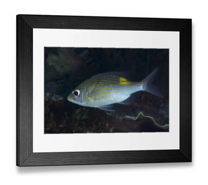 Framed Print : Striped Large-eye Bream (Gnathodentex aureolineatus) adult, swimming in reef, Uhak Reef, Wetar Island, Barat Daya Islands, Lesser Sunda Islands, Maluku Province, Indonesia Framed Print : Striped Large-eye Bream (Gnathodentex aureolineatus) adult, swimming in reef, Uhak Reef, Wetar Island, Barat Daya Islands, Lesser Sunda Islands, Maluku Province, Indonesia