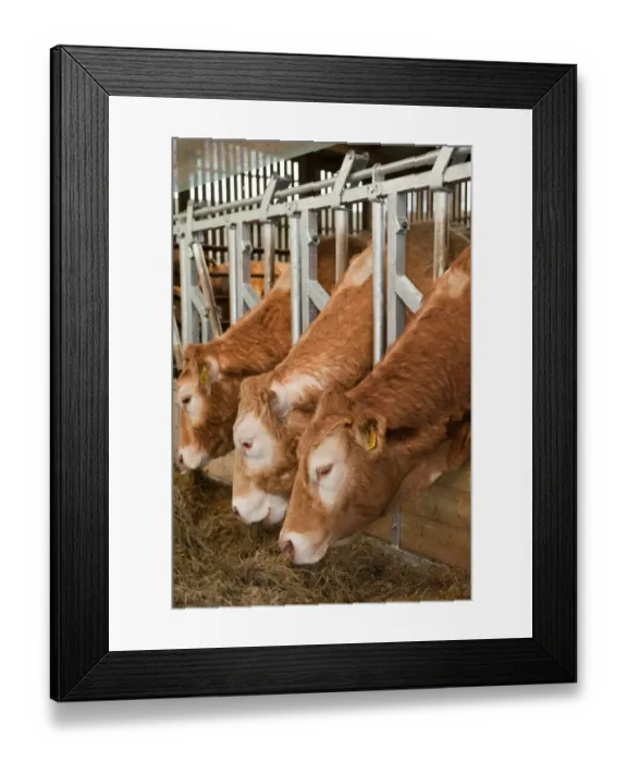 Framed Print : Domestic Cattle, beef herd, feeding through locking feed barriers in shed, England, may Framed Print : Domestic Cattle, beef herd, feeding through locking feed barriers in shed, England, may