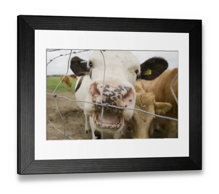 Framed Print : Domestic Cattle, adult, with mouth open, close-up of head, standing beside wire fence, England, october Framed Print : Domestic Cattle, adult, with mouth open, close-up of head, standing beside wire fence, England, october