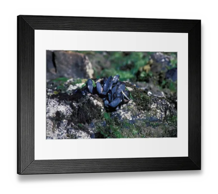 Framed Print : Blue Mussel (Mytilus edulis chilensis) Falkland Islands Framed Print : Blue Mussel (Mytilus edulis chilensis) Falkland Islands