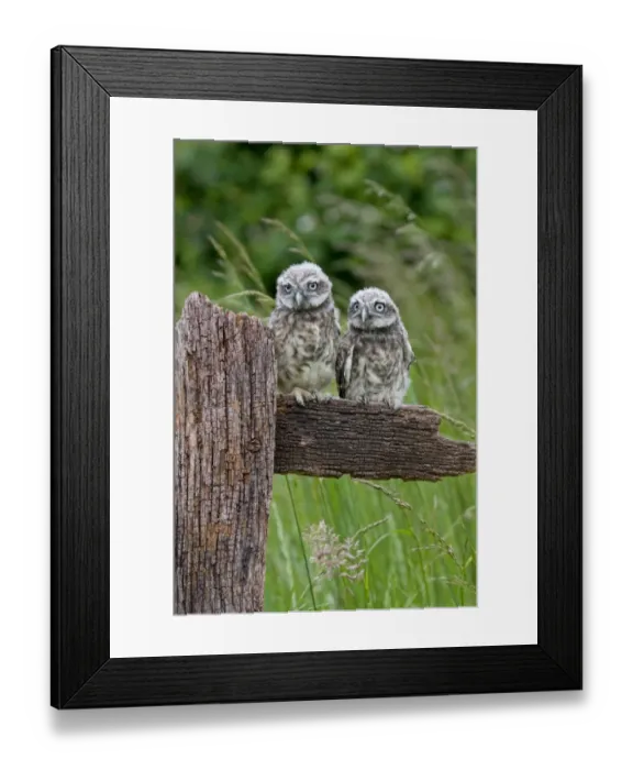 Framed Print : Little Owl (Athene noctua) two fledgling chicks, standing on fence, Suffolk, England, may