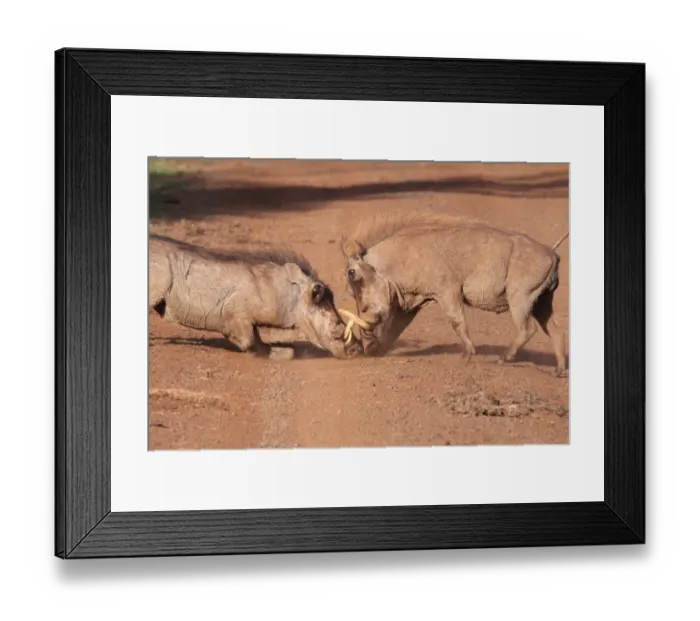 Framed Print : Common Warthog (Phacochoerus africanus) two adult males, fighting on track, Aberdare N. P. Aberdare Mountain Range, Kenya Framed Print : Common Warthog (Phacochoerus africanus) two adult males, fighting on track, Aberdare N. P. Aberdare Mountain Range, Kenya