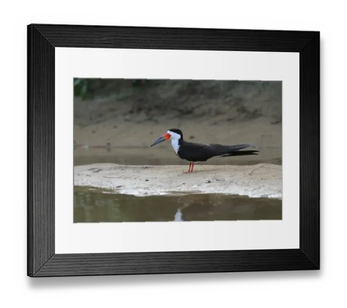 Framed Print : Black Skimmer (Rynchops niger) adult, standing on sandbar, Rupununi, Guyana