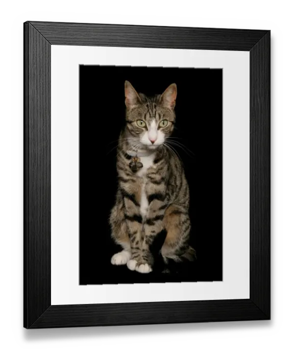 Framed Print : Domestic Cat, tabby and white, adult female, sitting, with collar and bells Framed Print : Domestic Cat, tabby and white, adult female, sitting, with collar and bells