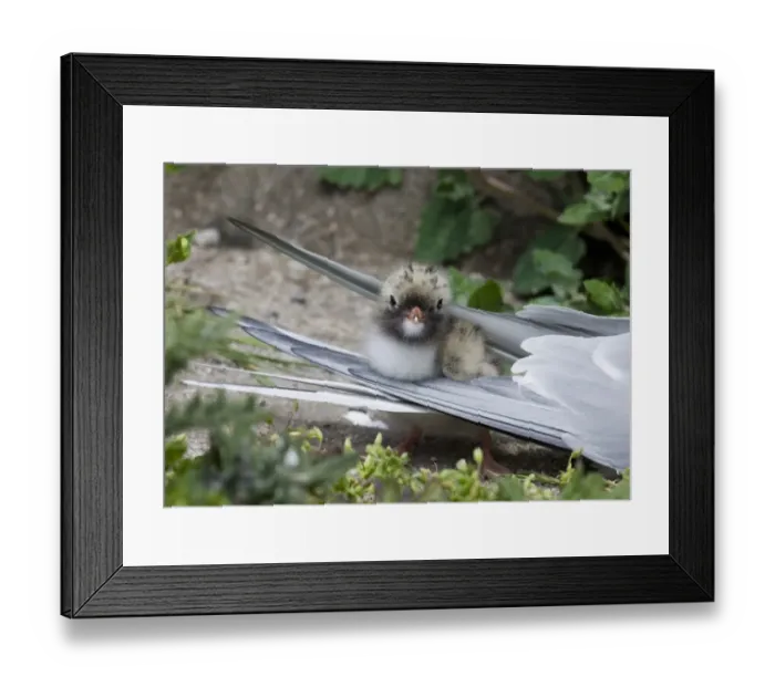 Framed Print : Arctic Tern (Sterna paradisea) chick, standing amongst feathers of adult, Inner Farne, Farne Islands, Northumberland, England, summer Framed Print : Arctic Tern (Sterna paradisea) chick, standing amongst feathers of adult, Inner Farne, Farne Islands, Northumberland, England, summer