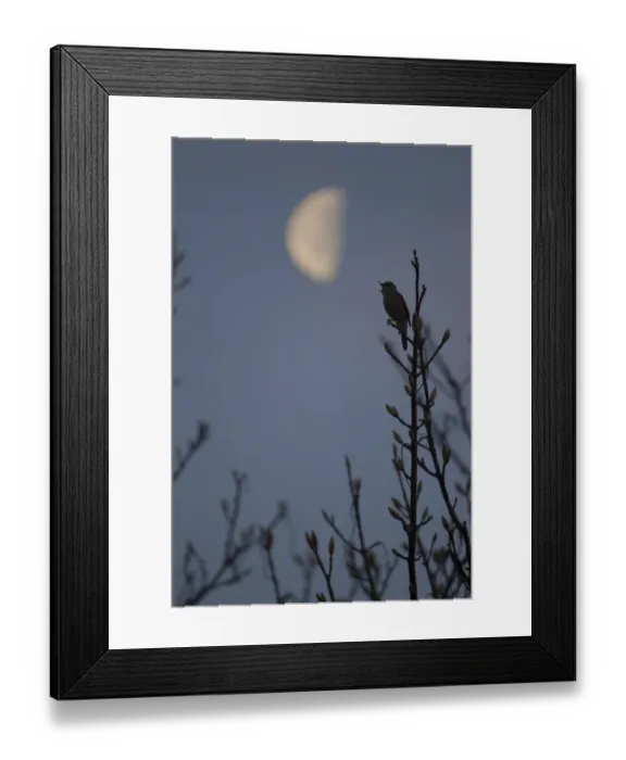 Framed Print : Common Nightingale (Luscinia megarhynchos) adult male, singing, perched at night with moon, Suffolk, England, april (Composite image) Framed Print : Common Nightingale (Luscinia megarhynchos) adult male, singing, perched at night with moon, Suffolk, England, april (Composite image)