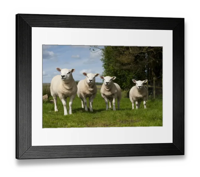Framed Print : Domestic Sheep, Texel tup lambs, all produced by same sire, born as embryo transplants, standing in pasture, England, may Framed Print : Domestic Sheep, Texel tup lambs, all produced by same sire, born as embryo transplants, standing in pasture, England, may