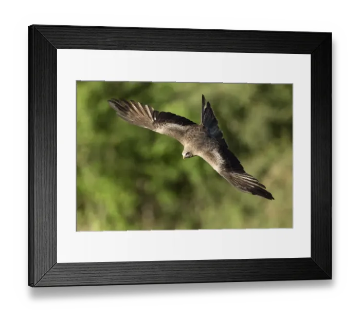 Framed Print : Yellow-billed Kite (Milvus aegyptius) adult, in flight, Okavango Delta, Botswana Framed Print : Yellow-billed Kite (Milvus aegyptius) adult, in flight, Okavango Delta, Botswana
