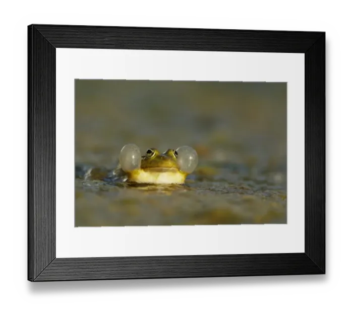 Framed Print : Marsh Frog (Rana ridibunda) adult, in full calling display with inflated vocal sacs, at surface of lake in evening sunshine, Bulgaria