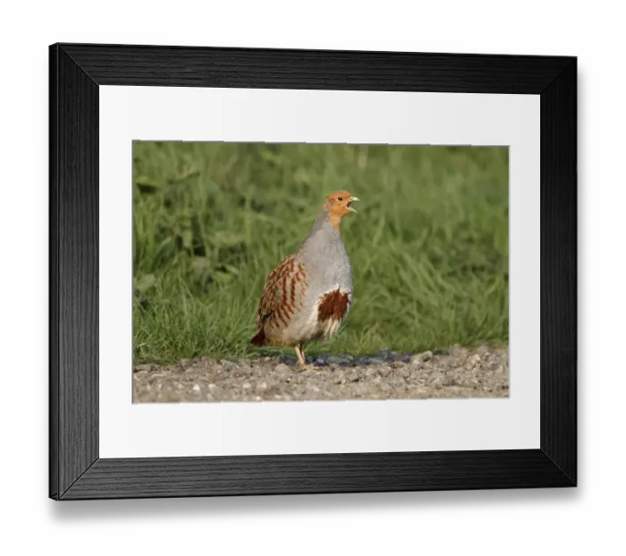 Framed Print : Grey Partridge (Perdix perdix) adult male, calling, standing on farm track, Leicestershire, England, april Framed Print : Grey Partridge (Perdix perdix) adult male, calling, standing on farm track, Leicestershire, England, april