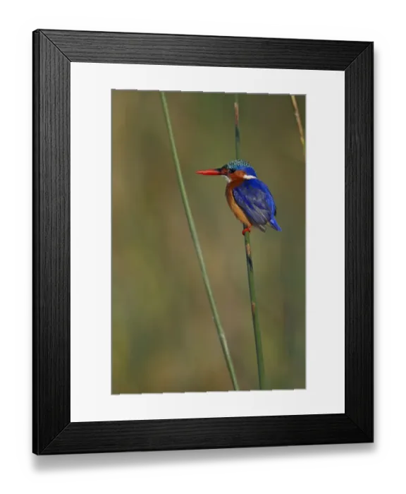 Framed Print : Malachite Kingfisher (Alcedo cristata) adult, perched on stem, Lake Awassa, Great Rift Valley, Ethiopia Framed Print : Malachite Kingfisher (Alcedo cristata) adult, perched on stem, Lake Awassa, Great Rift Valley, Ethiopia