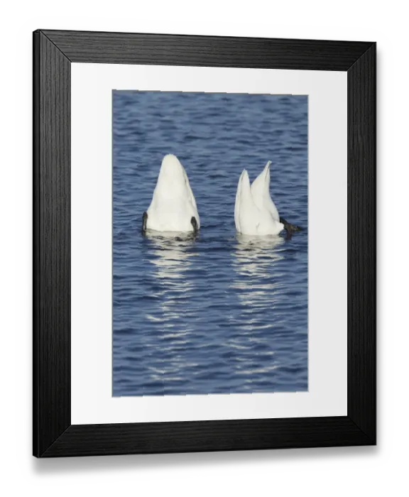 Framed Print : Whooper Swan (Cygnus cygnus) adult pair, up-ending in water, Ouse Washes, Norfolk, England, february Framed Print : Whooper Swan (Cygnus cygnus) adult pair, up-ending in water, Ouse Washes, Norfolk, England, february