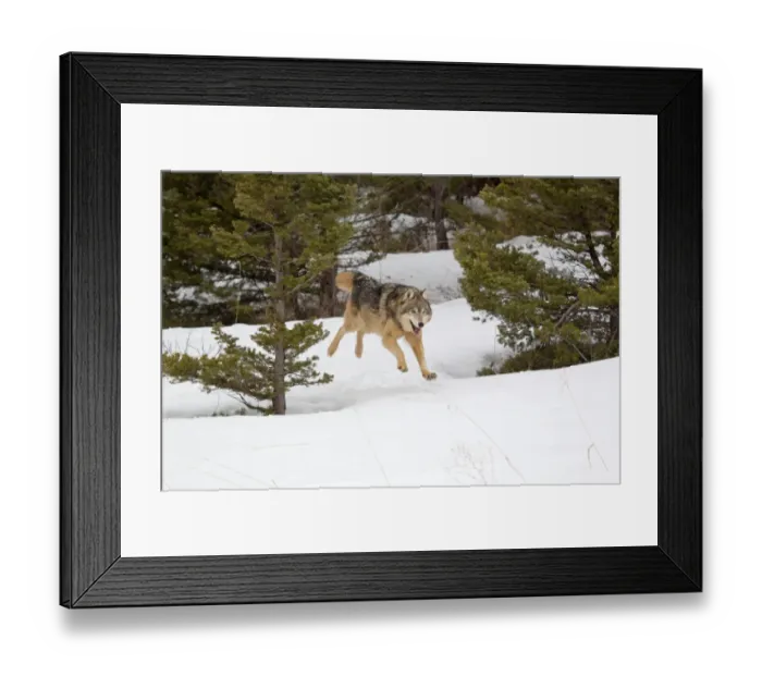 Framed Print : Grey Wolf (Canis lupus) adult, running in snow, Montana, U. S. A. january (captive)