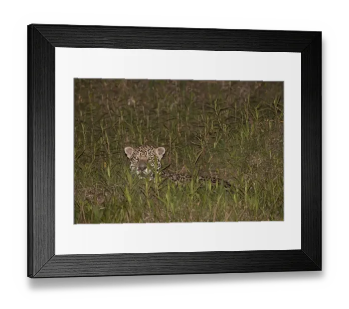 Framed Print : Jaguar (Panthera onca) adult, laying in vegetation at night, Pantanal, Mato Grosso, Brazil