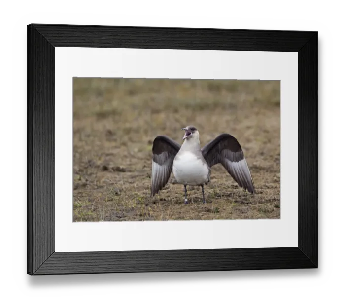 Framed Print : Arctic Skua (Stercorarius parasiticus) pale phase, adult, calling and spreading wings, Shetland Islands, Scotland, june Framed Print : Arctic Skua (Stercorarius parasiticus) pale phase, adult, calling and spreading wings, Shetland Islands, Scotland, june