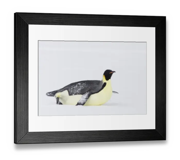 Framed Print : Emperor Penguin (Aptenodytes forsteri) adult, tobogganing across snow, Snow Hill Island, Weddell Sea, Antarctica Framed Print : Emperor Penguin (Aptenodytes forsteri) adult, tobogganing across snow, Snow Hill Island, Weddell Sea, Antarctica