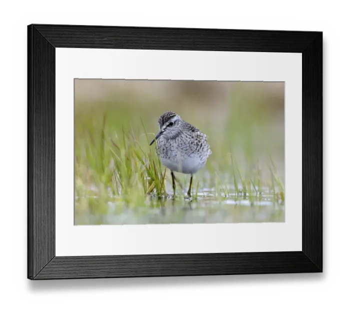 Framed Print : Wood Sandpiper (Tringa glareola) adult, foraging amongst aquatic vegetation, Varnager, Norway, may