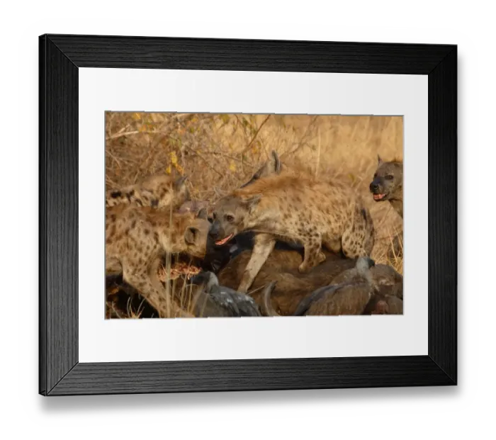 Framed Print : Spotted Hyena (Crocuta crocuta) adults, group feeding at African Buffalo (Syncerus caffer) carcass, South Luangwa N. P. Zambia Framed Print : Spotted Hyena (Crocuta crocuta) adults, group feeding at African Buffalo (Syncerus caffer) carcass, South Luangwa N. P. Zambia