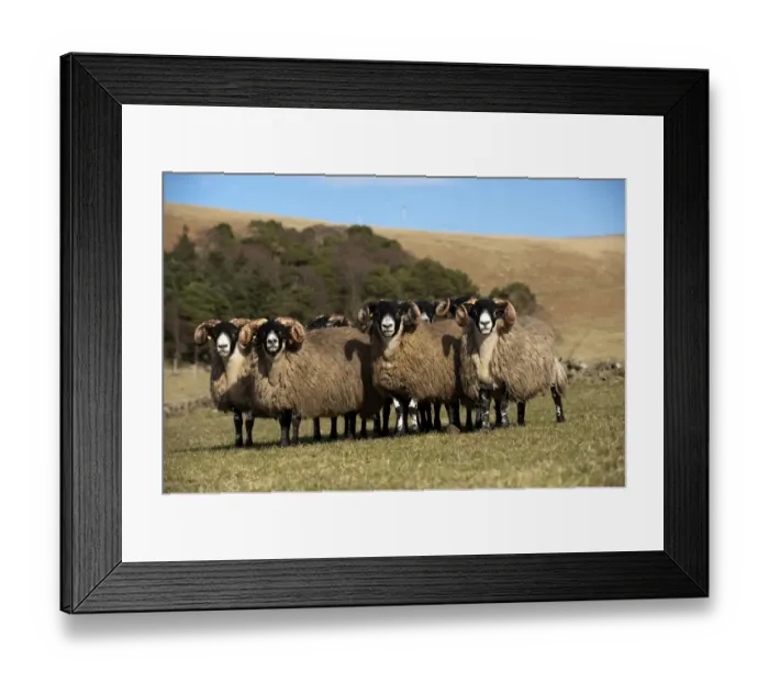 Framed Print : Domestic Sheep, Scottish Blackface yearling rams, standing in pasture, England, march Framed Print : Domestic Sheep, Scottish Blackface yearling rams, standing in pasture, England, march
