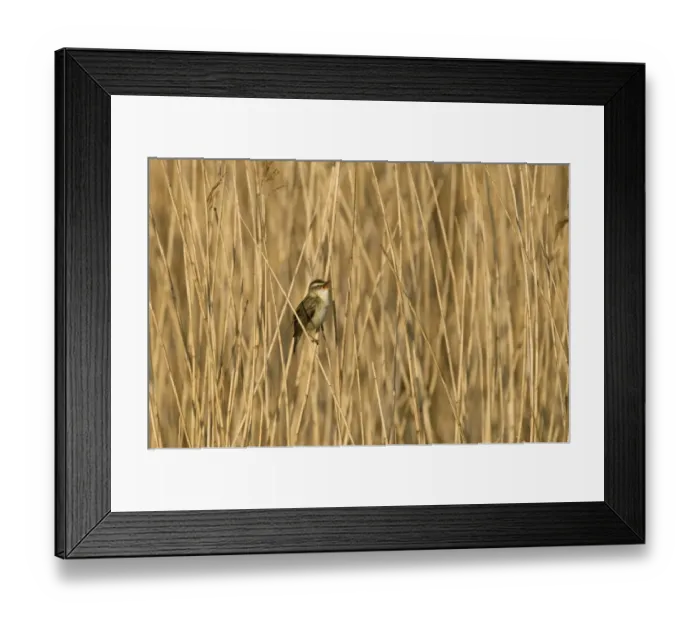 Framed Print : Sedge Warbler (Acrocephalus schoenobaenus) adult, singing, perched on reed stem in reedbed, Cley, Norfolk, England, april