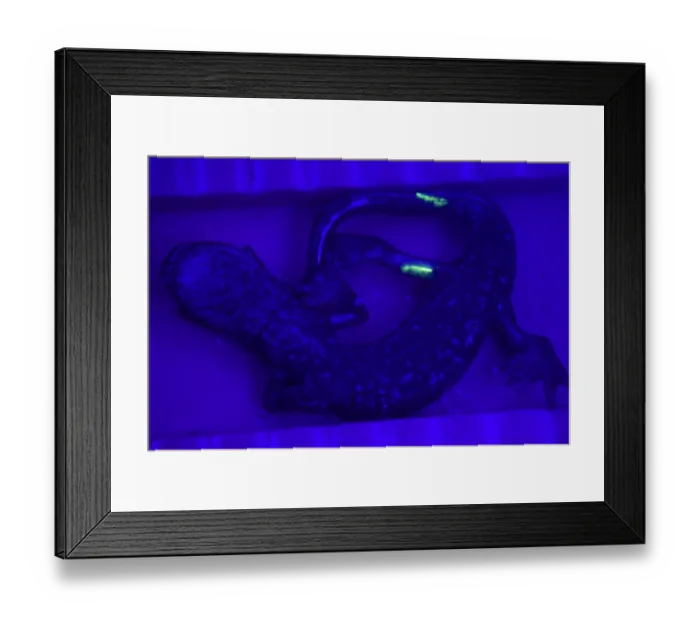 Framed Print : Strinati's Cave Salamander (Speleomantes strinatii) adult male, marked with UV-glowing elastomers for research purposes, Busalla, Genova Province, Liguria, Italy, august Framed Print : Strinati's Cave Salamander (Speleomantes strinatii) adult male, marked with UV-glowing elastomers for research purposes, Busalla, Genova Province, Liguria, Italy, august
