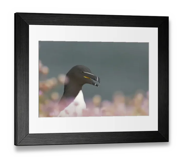Framed Print : Razorbill (Alca torda) adult, close-up of head, looking over thift on clifftop, Fowlsheugh RSPB Reserve, Kincardineshire, Grampian, Scotland Framed Print : Razorbill (Alca torda) adult, close-up of head, looking over thift on clifftop, Fowlsheugh RSPB Reserve, Kincardineshire, Grampian, Scotland