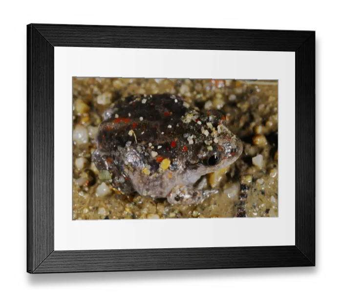 Framed Print : Common Spadefoot (Pelobates fuscus) juvenile, emerging from sandy soil, Italy, july Framed Print : Common Spadefoot (Pelobates fuscus) juvenile, emerging from sandy soil, Italy, july