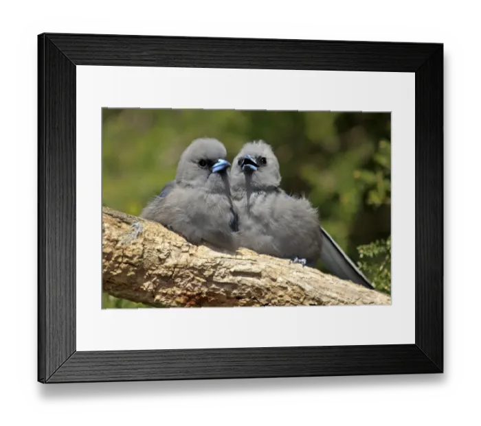 Framed Print : Black-faced Woodswallow (Artamus cinereus) two young, sitting together on branch, Outback, Northern Territory, Australia Framed Print : Black-faced Woodswallow (Artamus cinereus) two young, sitting together on branch, Outback, Northern Territory, Australia