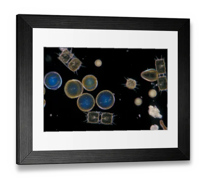 Framed Print : Plankton - Phytoplankton / Winter / x30 / coscinodiscus grani / Biddulphia regia Framed Print : Plankton - Phytoplankton / Winter / x30 / coscinodiscus grani / Biddulphia regia