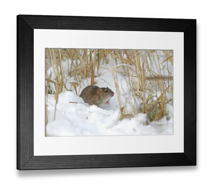 Framed Print : Brown Rat (Rattus norvegicus) juvenile, standing in snow, Leicestershire, England, december Framed Print : Brown Rat (Rattus norvegicus) juvenile, standing in snow, Leicestershire, England, december