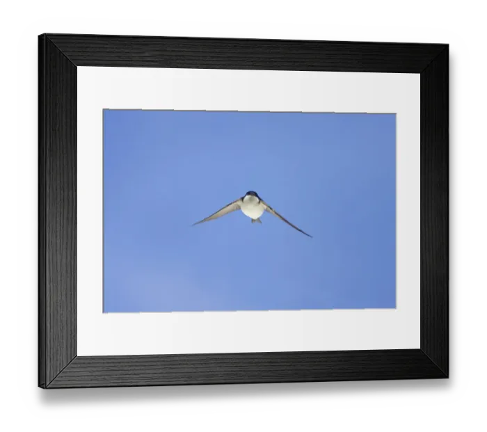 Framed Print : House Martin (Delichon urbica) adult, in flight, Hailuoto Island, Oulu, Finland Framed Print : House Martin (Delichon urbica) adult, in flight, Hailuoto Island, Oulu, Finland