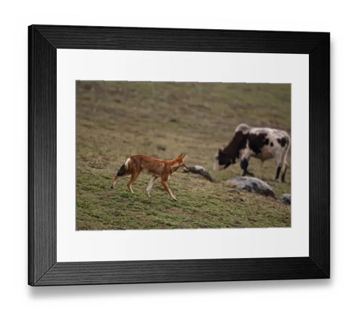 Framed Print : Ethiopian Wolf (Canis simensis) adult, walking on afro-alpine moorland, with domestic cattle grazing in background, Bale Mountains, Oromia, Ethiopia Framed Print : Ethiopian Wolf (Canis simensis) adult, walking on afro-alpine moorland, with domestic cattle grazing in background, Bale Mountains, Oromia, Ethiopia