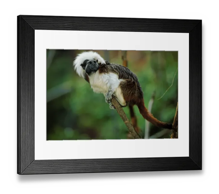 Framed Print : Cotton-top Tamarin (Saguinus oedipus) adult, climbing on branch Northern Colombia (captive) Framed Print : Cotton-top Tamarin (Saguinus oedipus) adult, climbing on branch Northern Colombia (captive)