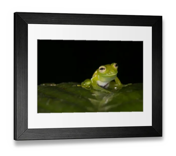 Framed Print : Santa Cecilia Cochran Frog (Cochranella midas) adult male, calling with vocal sac inflated, sitting on leaf, Los Amigos Biological Station, Madre de Dios, Amazonia, Peru