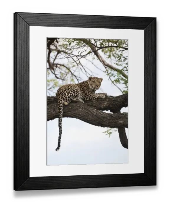 Framed Print : African Leopard (Panthera pardus pardus) adult, resting on tree branch, Okavango Delta, Botswana Framed Print : African Leopard (Panthera pardus pardus) adult, resting on tree branch, Okavango Delta, Botswana