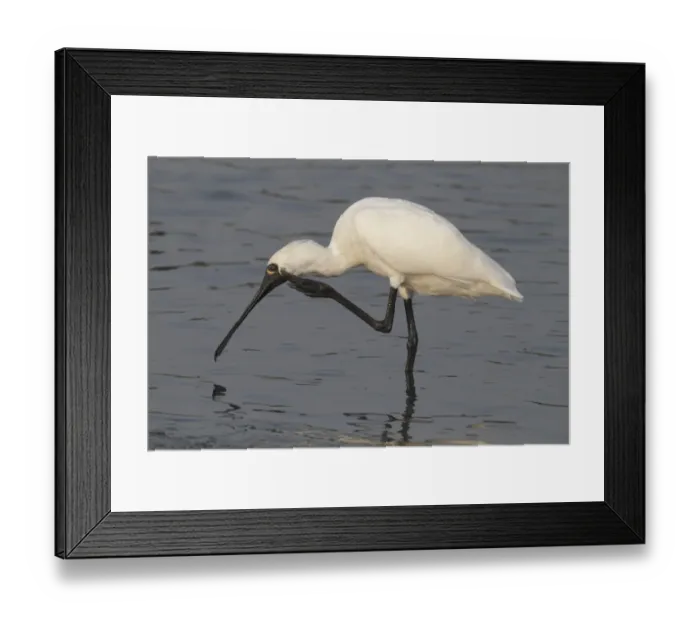 Framed Print : Black-faced Spoonbill (Platalea minor) adult, scratching head with foot, standing in shallow water, Nam Sang Wai, Hong Kong, China, november Framed Print : Black-faced Spoonbill (Platalea minor) adult, scratching head with foot, standing in shallow water, Nam Sang Wai, Hong Kong, China, november