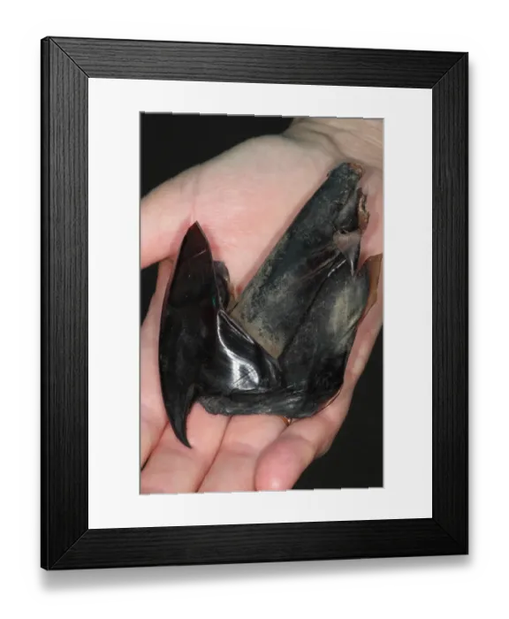 Framed Print : Giant Squid (Architeuthis sp. ) beak, found in Sperm Whale (Physeter macrocephalus) gut, in private collection Framed Print : Giant Squid (Architeuthis sp. ) beak, found in Sperm Whale (Physeter macrocephalus) gut, in private collection