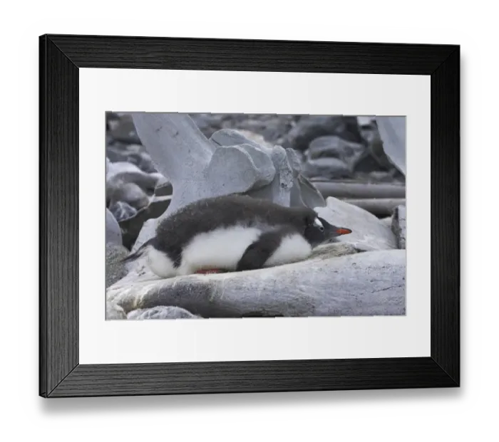 Framed Print : Gentoo Penguin (Pygoscelis papua) chick, resting on whale bone, Port Lockeroy, Antarctic Peninsula, Antarctica