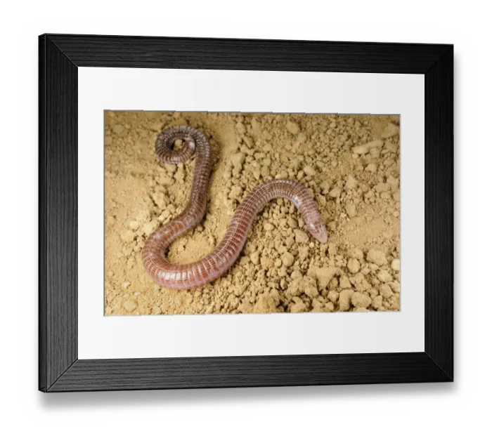 Framed Print : Iberian Worm Lizard (Blanus cinereus) adult, on soil, Spain, september Framed Print : Iberian Worm Lizard (Blanus cinereus) adult, on soil, Spain, september