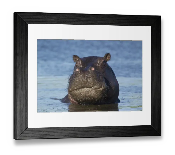 Framed Print : Hippopotamus (Hippopotamus amphibius) adult male, close-up of head, in water, Okavango Delta, Botswana Framed Print : Hippopotamus (Hippopotamus amphibius) adult male, close-up of head, in water, Okavango Delta, Botswana