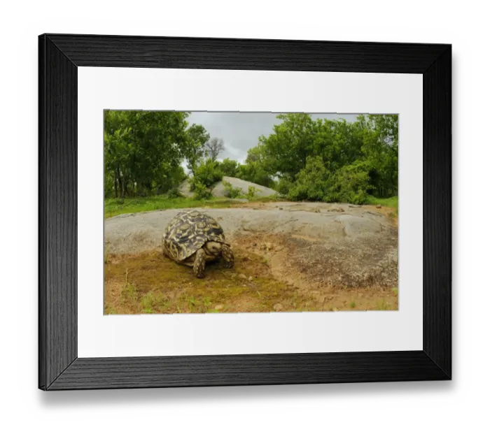 Framed Print : Leopard Tortoise (Stigmochelys pardalis) adult, standing on rock in bush habitat, Ruaha N. P. Tanzania Framed Print : Leopard Tortoise (Stigmochelys pardalis) adult, standing on rock in bush habitat, Ruaha N. P. Tanzania