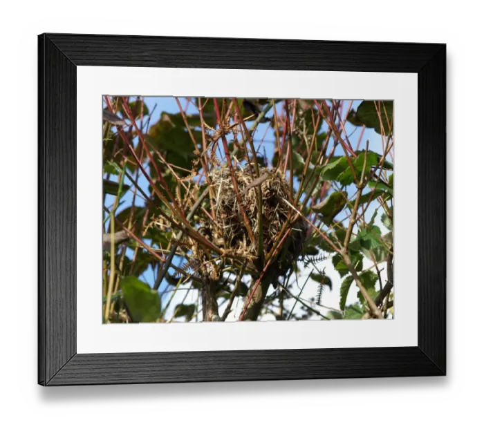Framed Print : Hazel Dormouse (Muscardinus avellanarius) nest, on European Spindle (Euonymus europaeus) in hedgerow, Devon, England Framed Print : Hazel Dormouse (Muscardinus avellanarius) nest, on European Spindle (Euonymus europaeus) in hedgerow, Devon, England