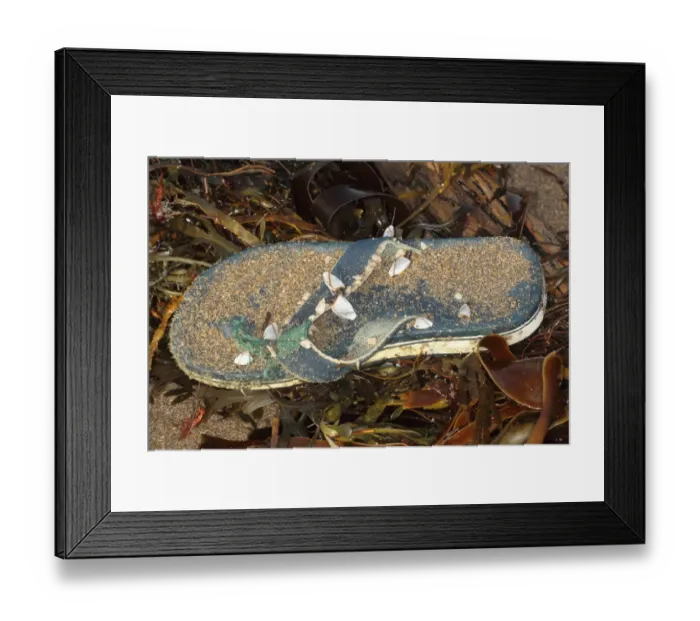 Framed Print : Common Goose Barnacle (Lepas anatifera) adults, group attached to flipflop washed up on beach strandline, Bude, Cornwall, England, january Framed Print : Common Goose Barnacle (Lepas anatifera) adults, group attached to flipflop washed up on beach strandline, Bude, Cornwall, England, january